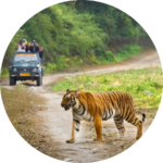 Bengal tiger crossing a forest track while tourists observe from a safari jeep in Jim Corbett National Park.