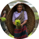 Local woman in traditional attire carrying freshly harvested rice in rural Northeast India.